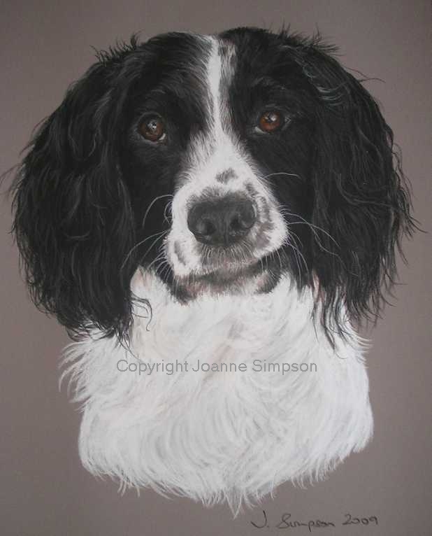 Springer Spaniel Pet portrait by Joanne Simpson